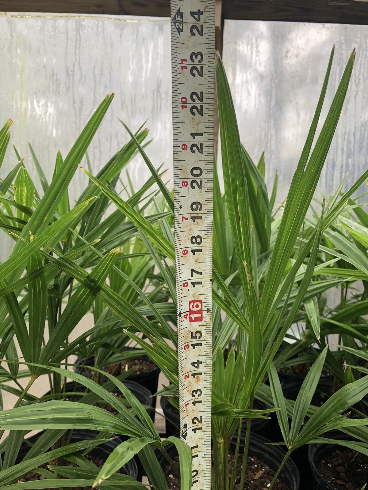 22” to 24” Cold Hardy Windmill Palms Trachycarpus Fortunei