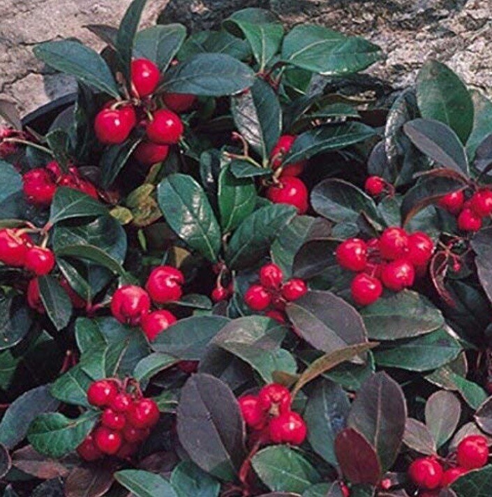 25 Edible Wintergreen / Teaberry Plants (Gaultheria procumbens)