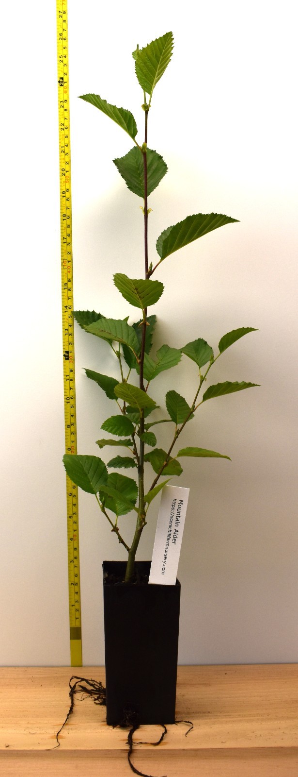 Alnus incana (Mountain Alder, Gray, Speckled Alder, or Thin Leafed Alder)