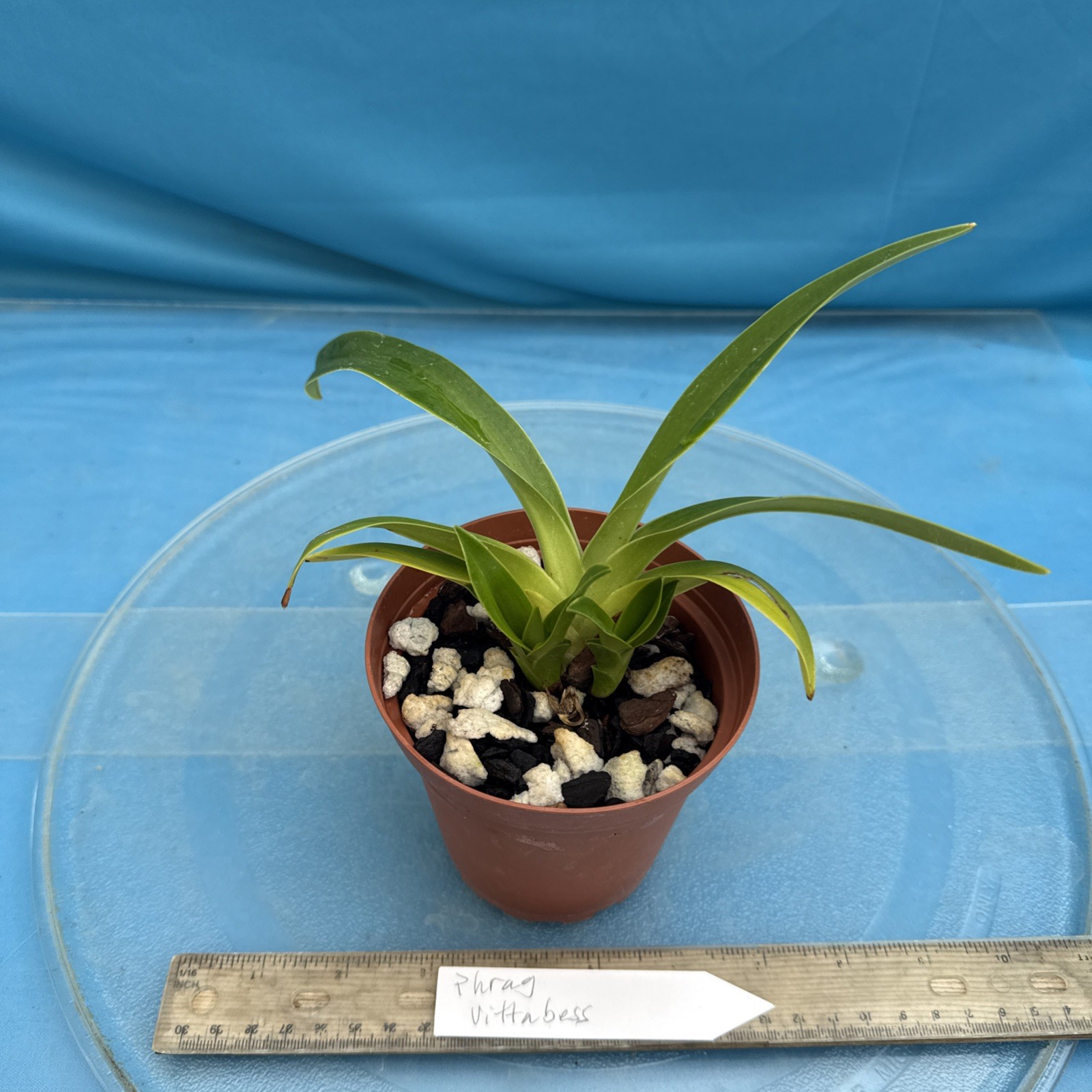 Phragmipedium Vittabess Orange Red Yellow Orchid Hybrid Tall Spikes 4” Pot