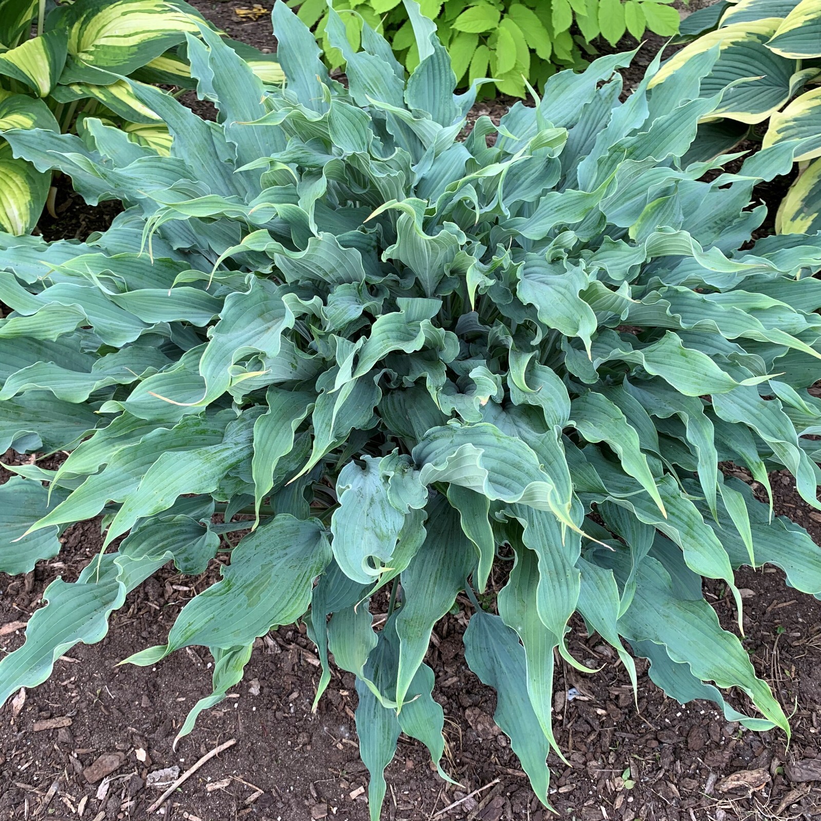 Hosta Wild Imagination 5.25″ Pot Well Rooted Perennial Shade Unusual Colorful
