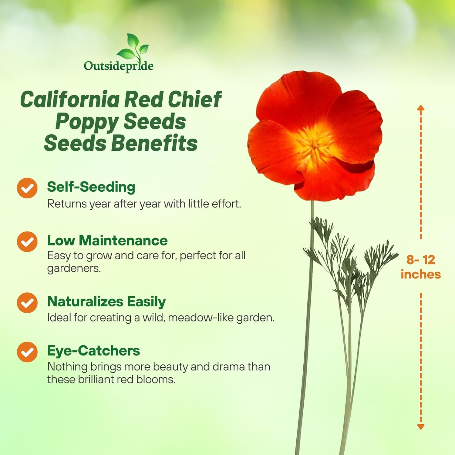 1 LB Red California Poppy Flower Seed For Planting | Seeds For Xeriscaping