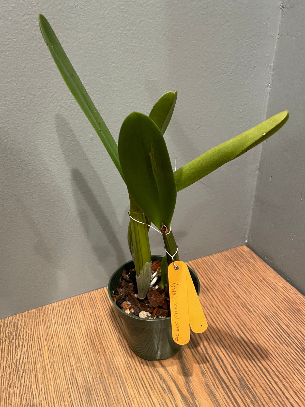 Blc. Gov. Nikki Haley (Kure Beach x George King) Cattleya Orchid Plant