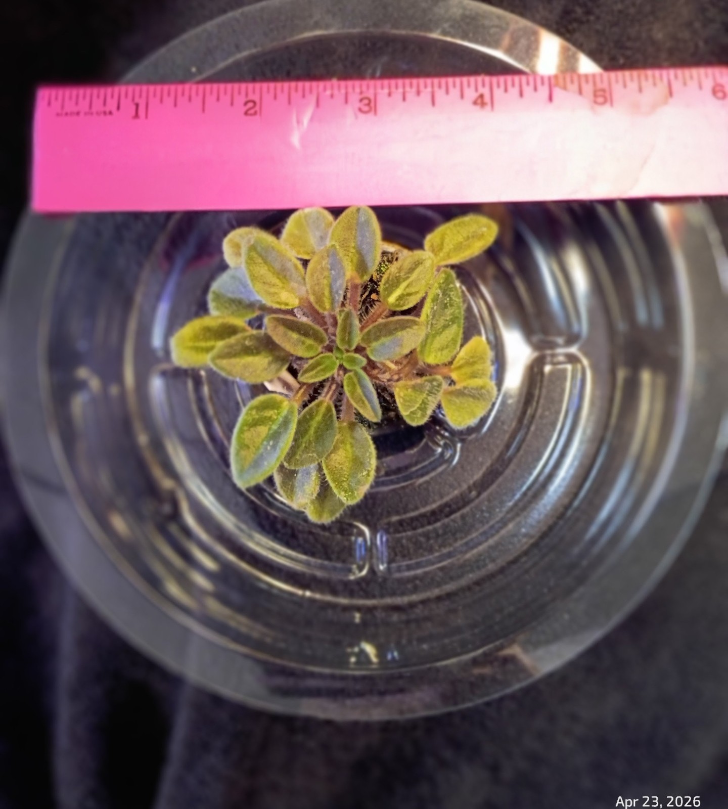 African Violet ~ Vallarta Campanas Moradas (Micro) ~ Live Plant