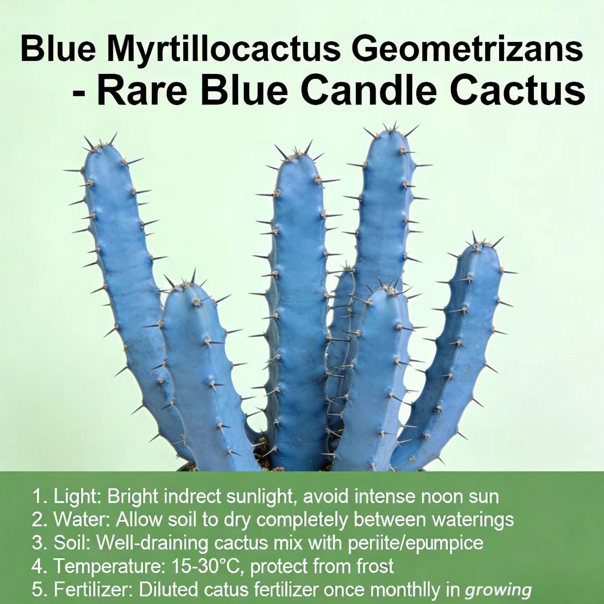 Myrtillocactus geometrizans – Rare Live Cactus for Home & Office Decoration