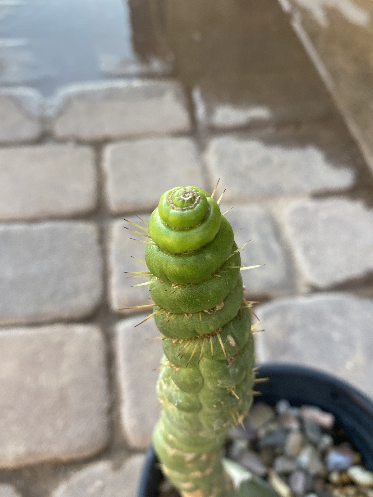Unicorn Cactus Spiralis
