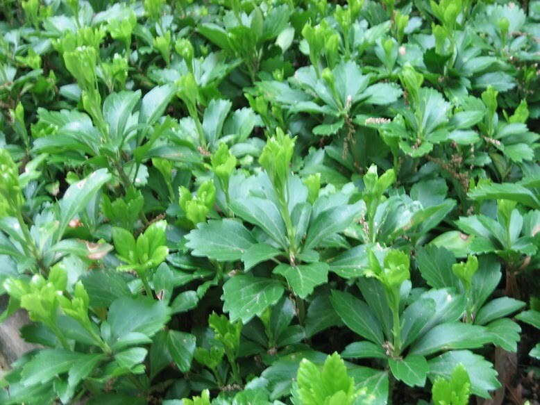 5 Allegheny Spurge Pachysandra Procumbens: Wild Ground Cover- Bare Root Cuttings