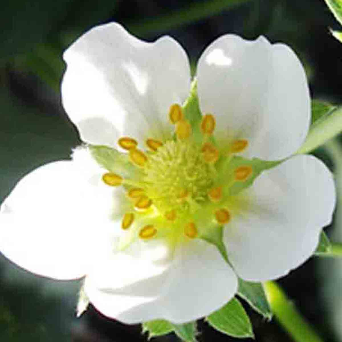WHITE WONDER STRAWBERRY 100 SEEDS AUTUMN PERENNIAL HEIRLOOM NON-GMO FRUIT USA