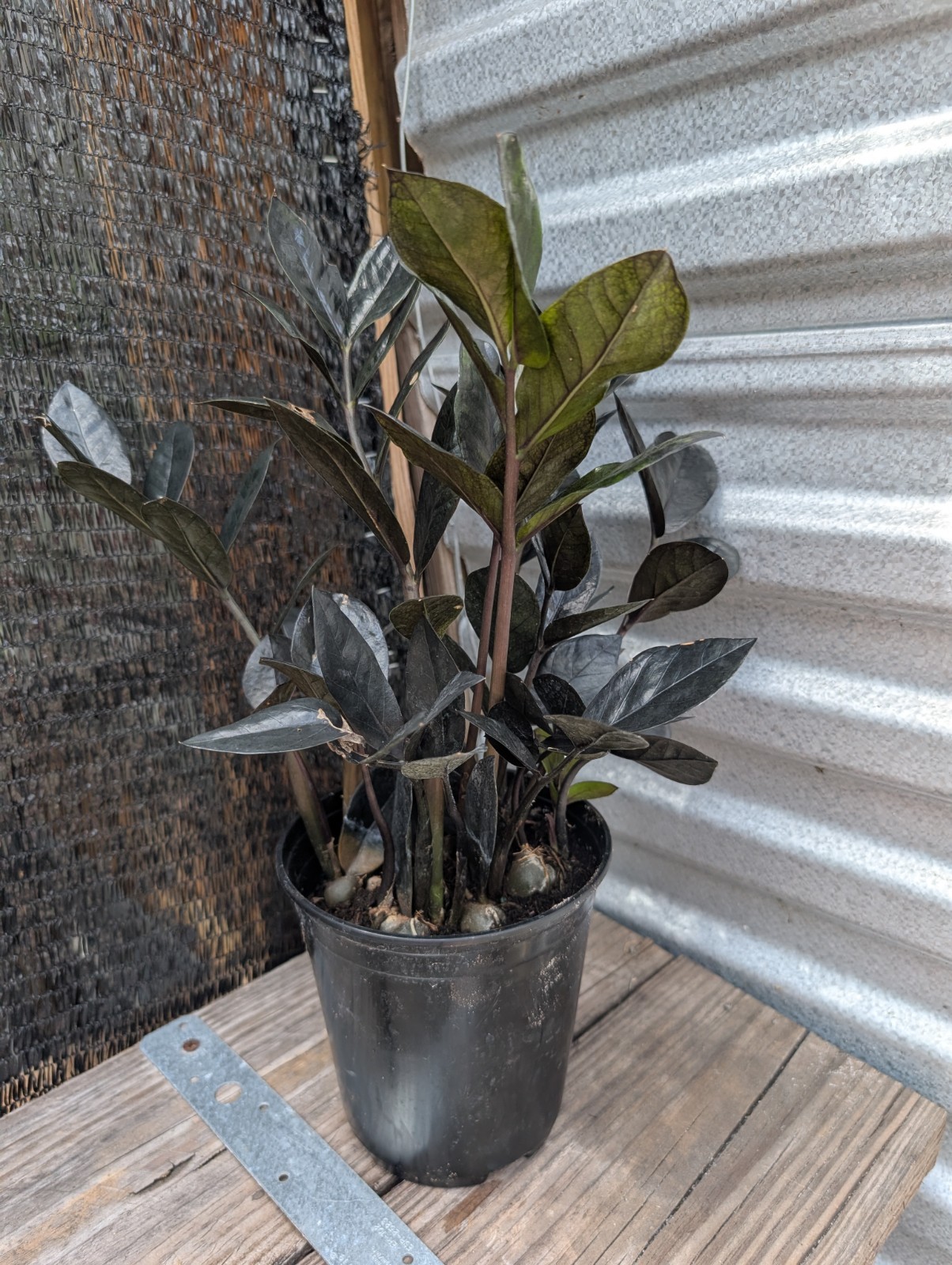 Large Black Raven ZZ Plant Zamiifolia Zamioculcas Plant 6″ Pot Plants Rare