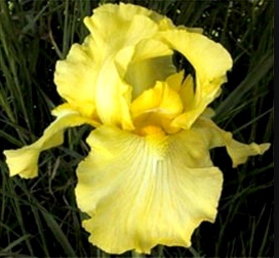 1 Tall Bearded Iris Rhizome/Bulb~HARVEST OF MEMORIES~Rebloomer~Perennial Flowers