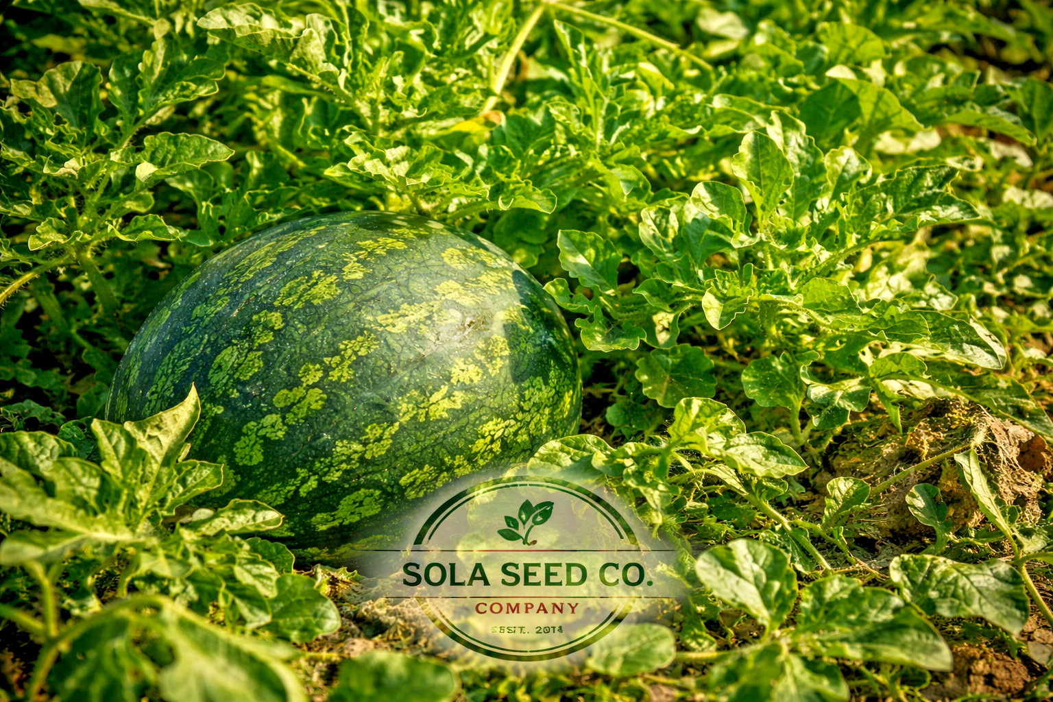 10 Peacock Improved Watermelon Seeds – Heirloom / Open Pollinated/Non GMO-USA