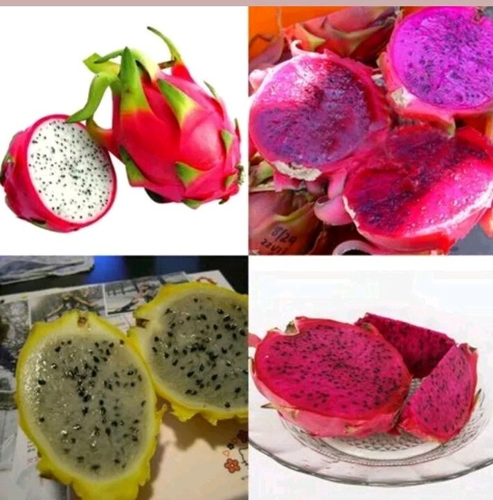 USA SELLER Dragon Fruit Mix (Red,purple, Yellow,White) 50 seeds HEIRLOOM