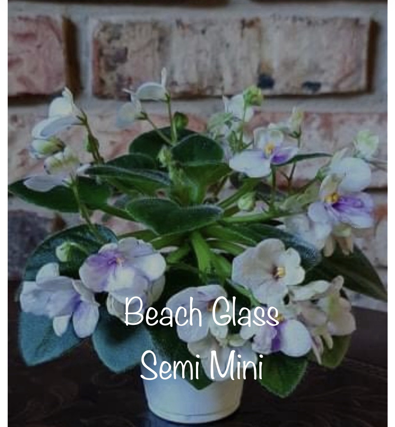 Buyers Choice Mini/Semi Mini Violet 3 Plant Collection. FREE SHIPPING!!!