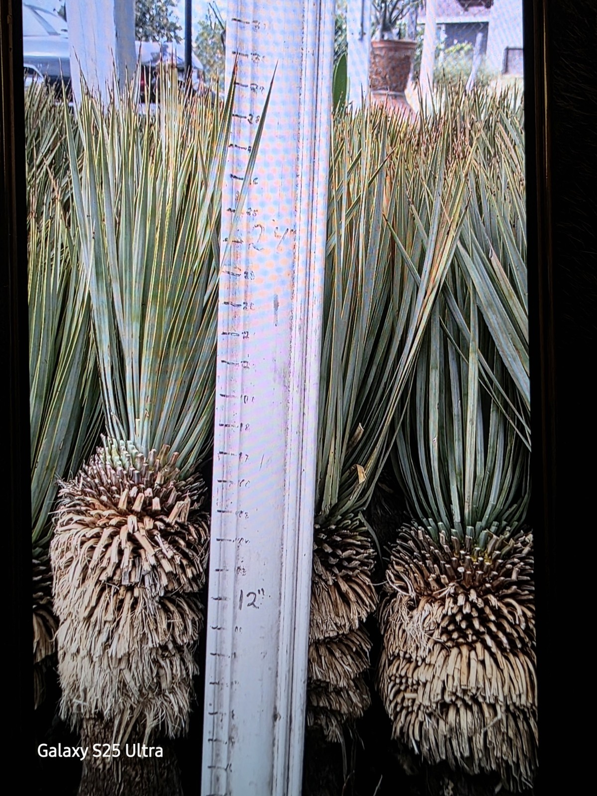 Yucca Rostrata 18 To 24″ Tall Cold Hardy Drought Tolerant Full Sun Nice!!