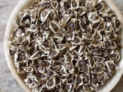 100 Moringa Seeds for Planting | Premium Germination | Malunggay Seeds, PKM1
