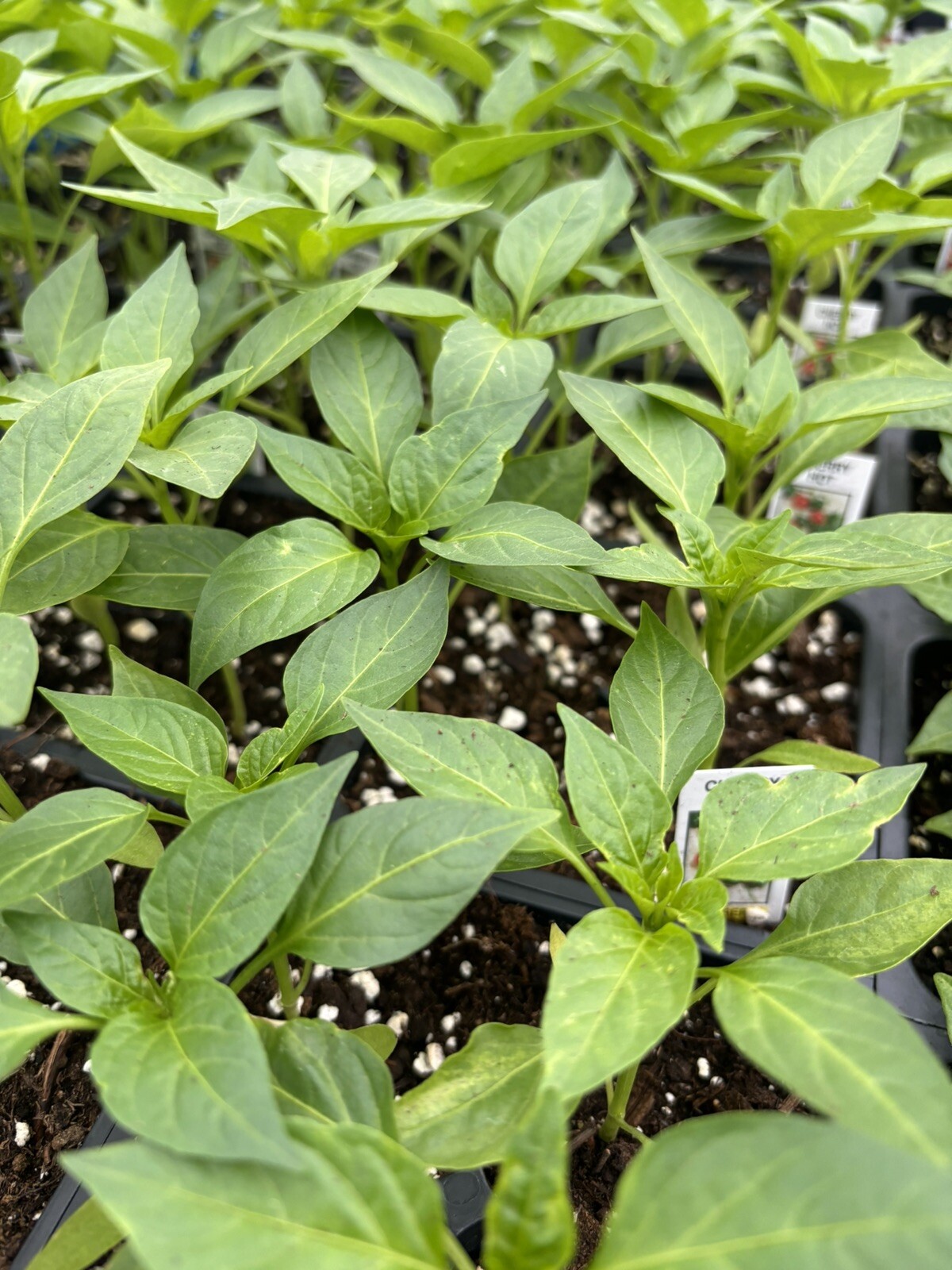 RED CHERRY HOT CHERRY BOMB CHILI LOT OF 3 Super Hot Pepper LIVE PLANTS