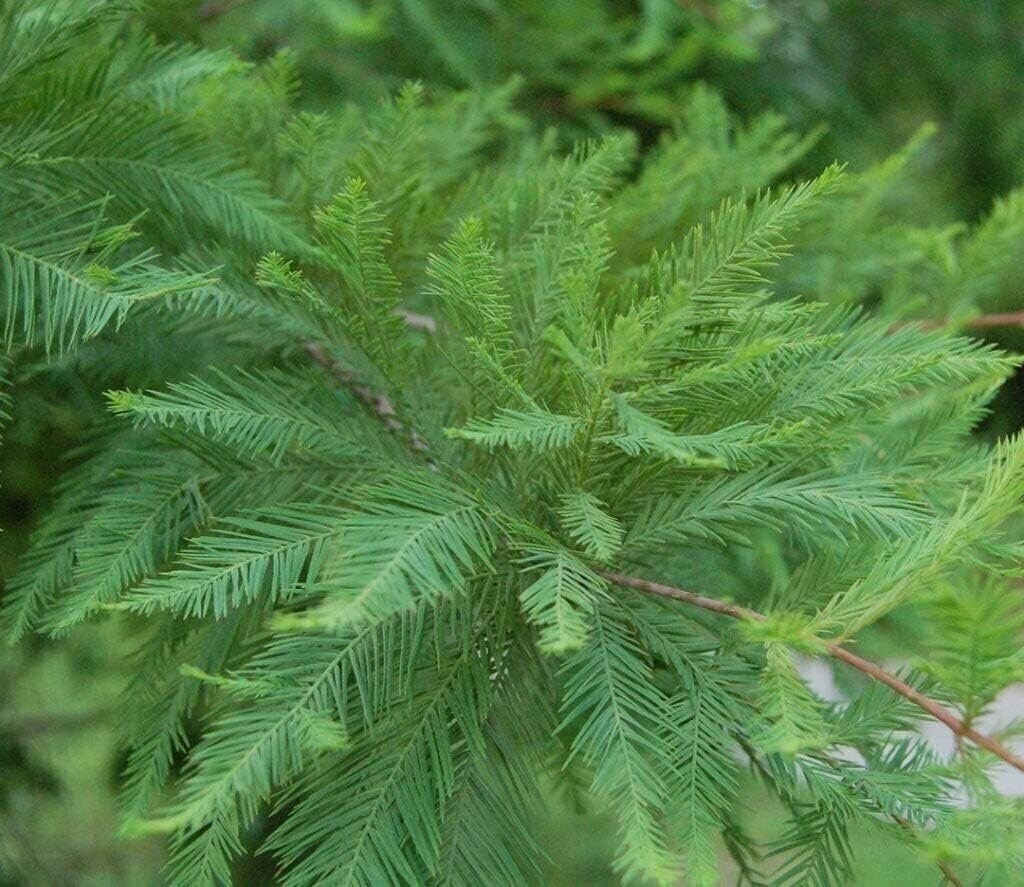 Bald Cypress | 2 Inch | Taxodium distichum | Deciduous Conifer Plant