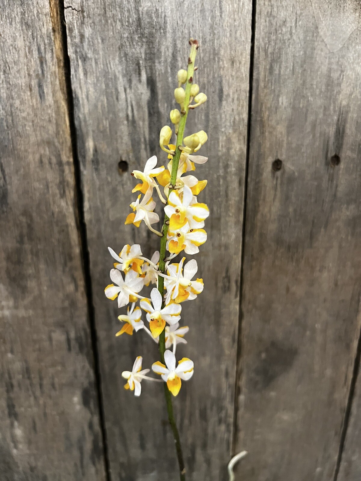 Vdnps. Pulcherrimin, Blooming Size, FREE Shipping
