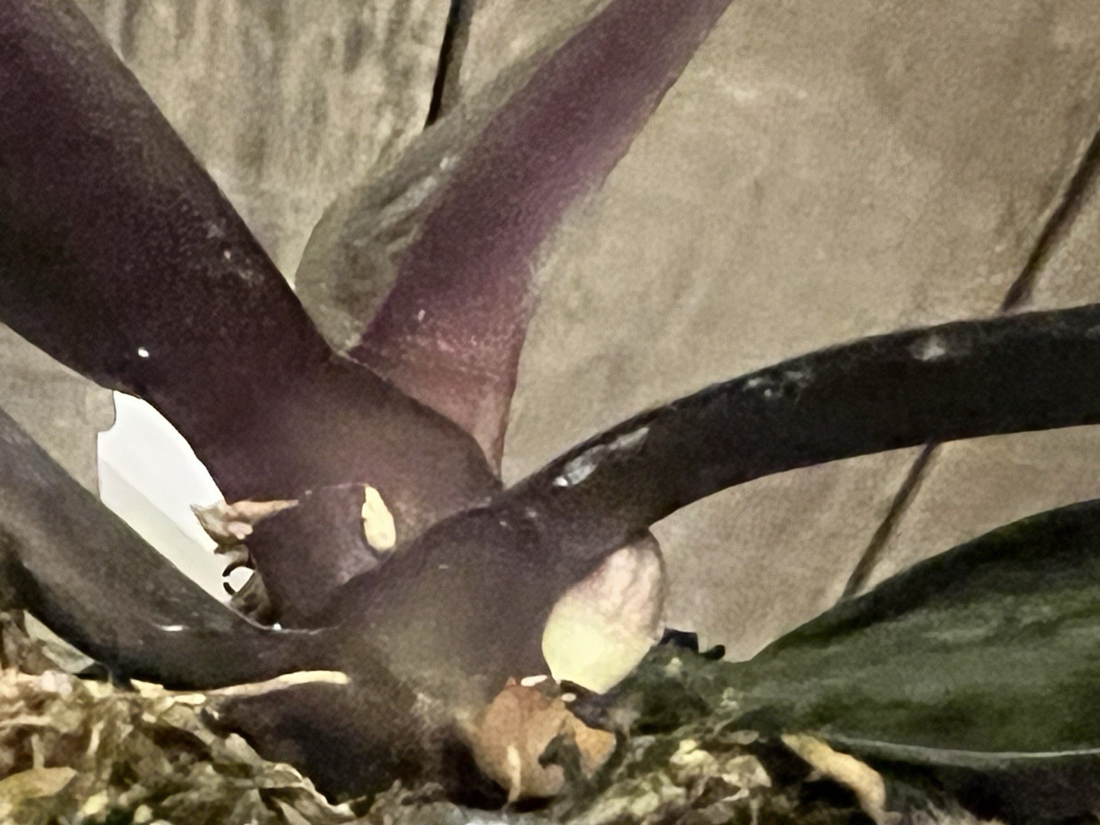 Phal. stuartiana ‘Sogo’ HCC/AOS, Mericlone, Spike Initiated, Mottled Leaves