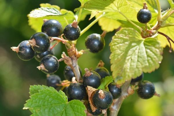 1 Consort black Currant live rooted starter plant, edible Shrub. Zones 4-8.