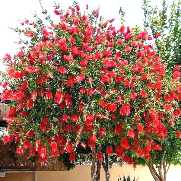 100 Crimson Bottlebrush Flower Tree Houseplant Garden Seeds Callistemon citrinus