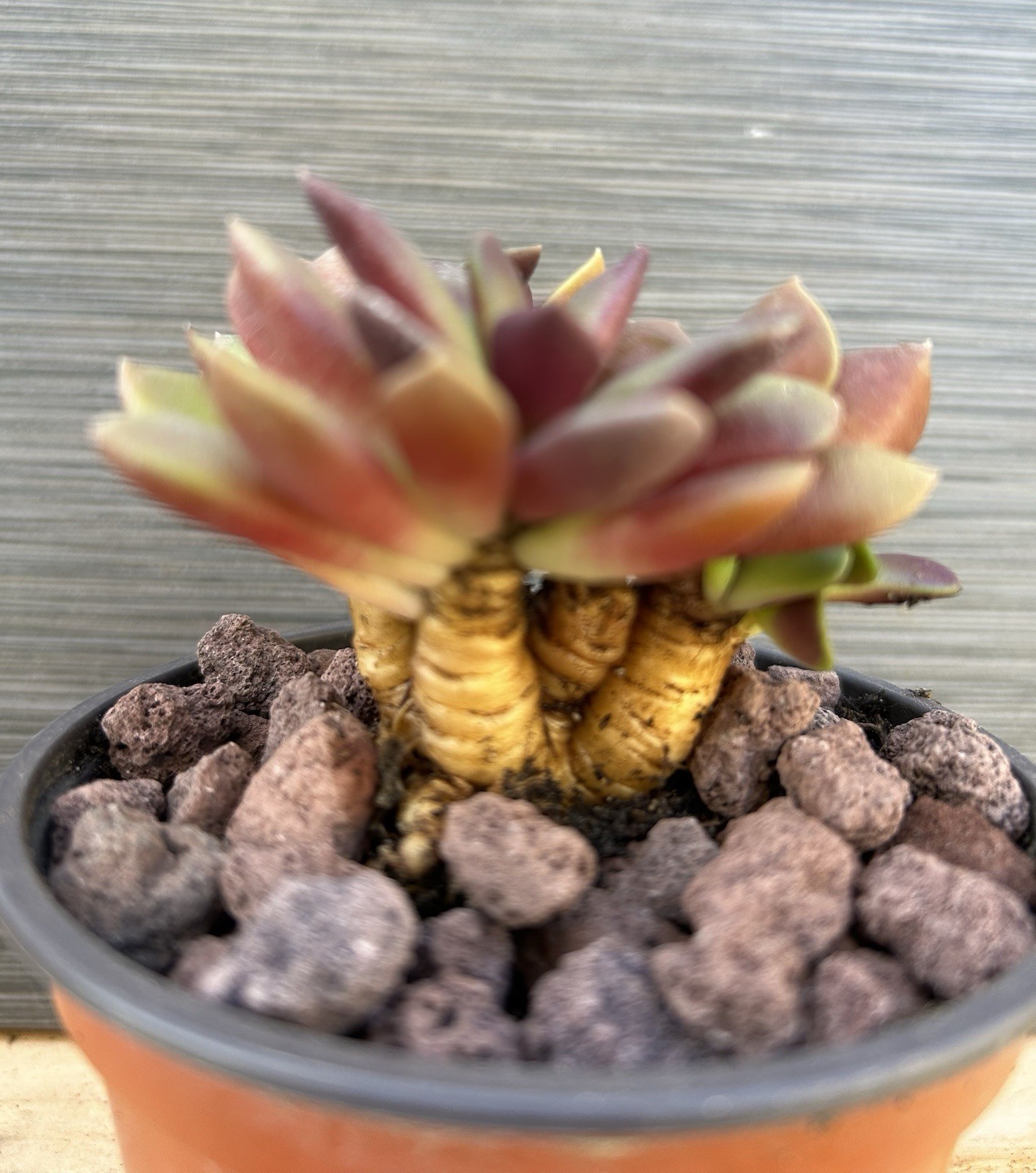 Caudex Anacampseros Rufescens “Sand Rose ” Sicculent Free Shipping