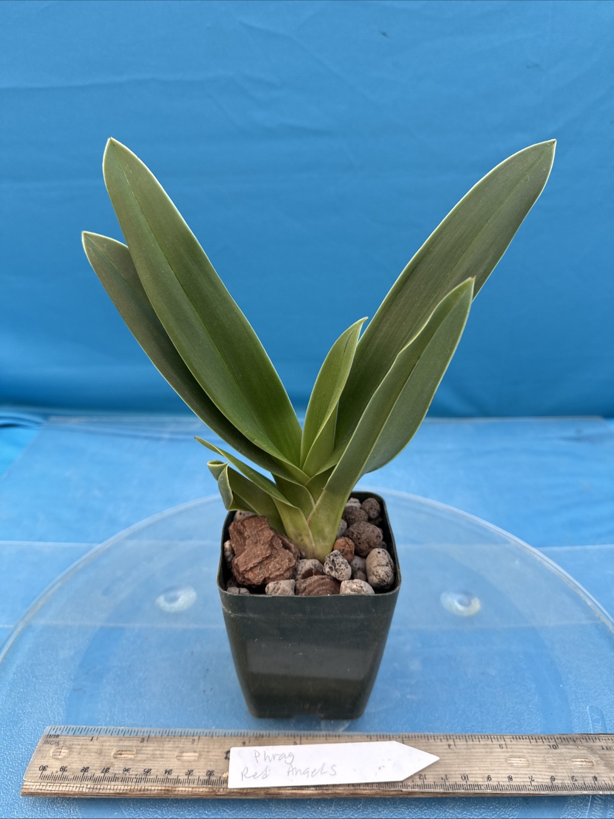 Phragmipedium Red Angels Yellow Orange Orchid Hybrid Fresh Import 4” RePot