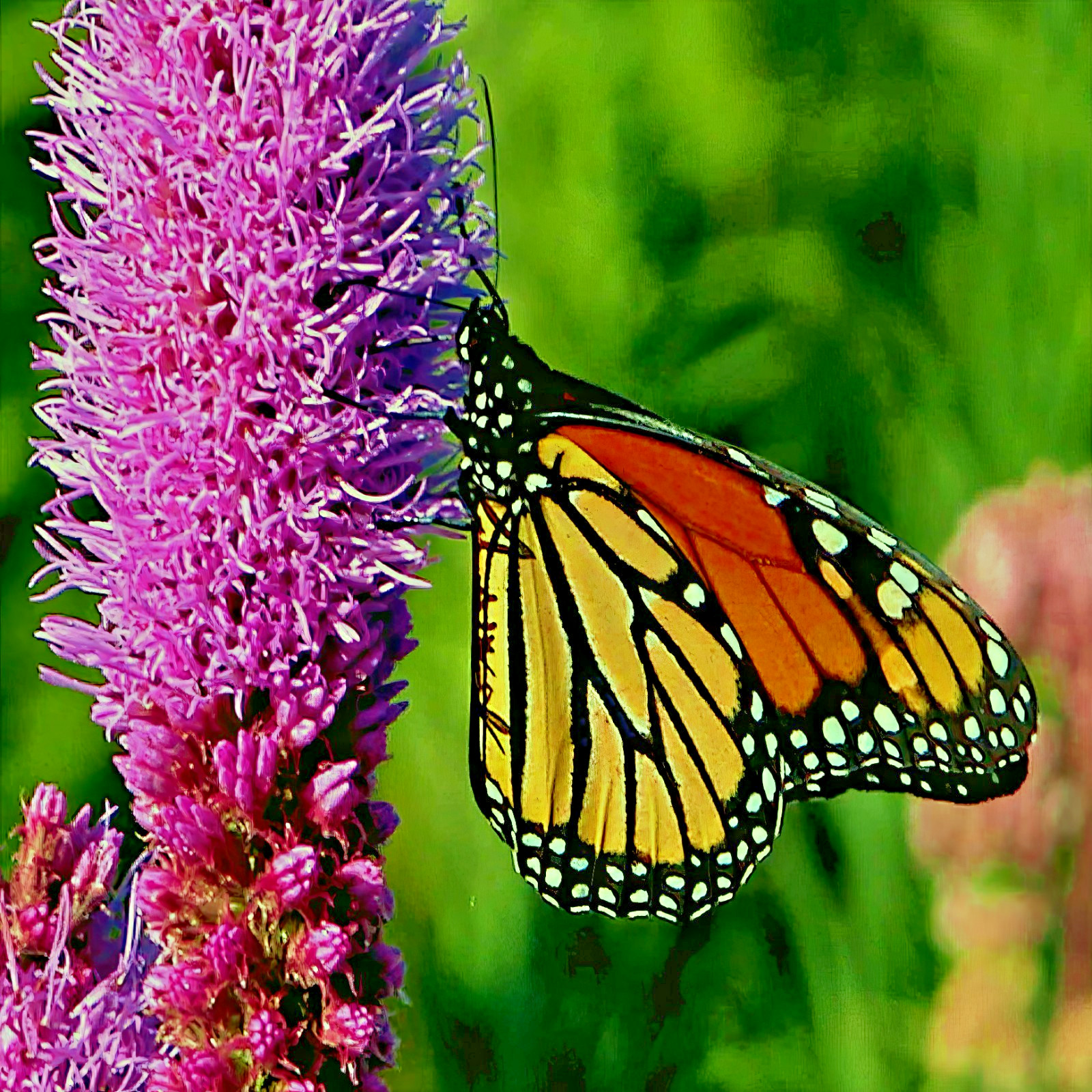 50 PURPLE BLAZING STAR FLOWER SEEDS Liatris spicata Cold Hardy-3 Butterfly Plant