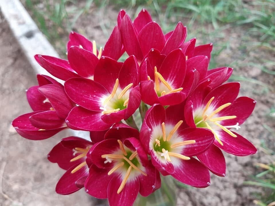 1 Z. Red Tulip Rain Lily Bulbs! Zephyranthes bulb