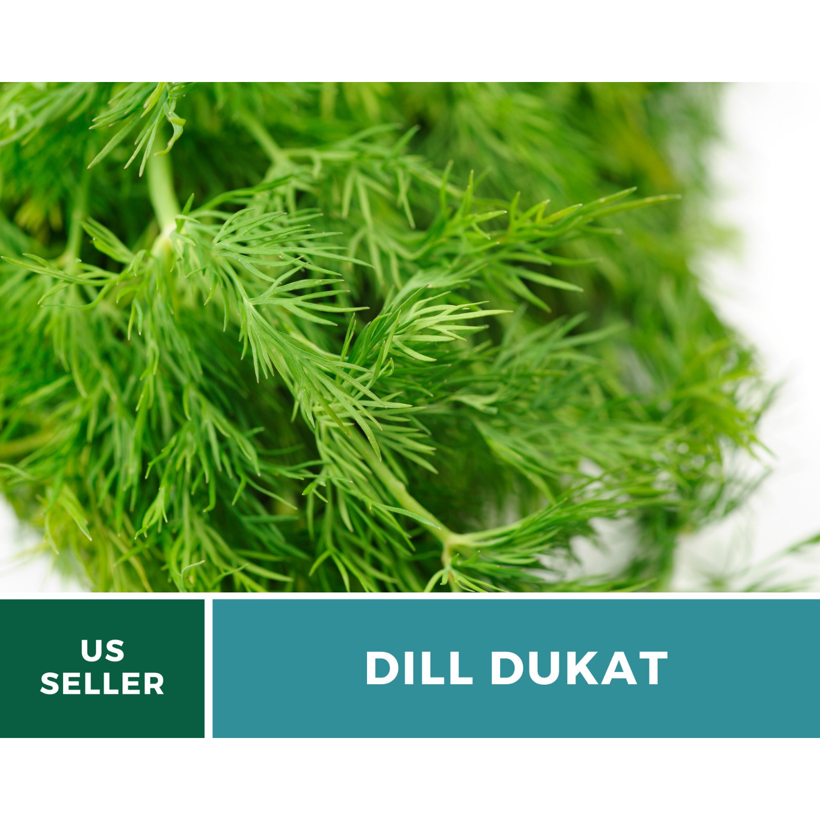 Dill, Dukat – Heirloom Seeds – Culinary Herb – NonGMO (Anethum graveolens)