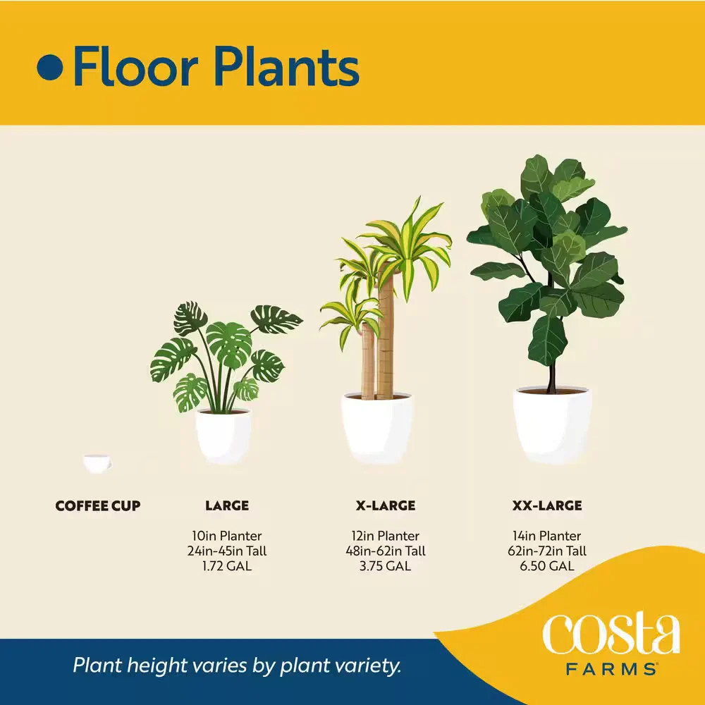 Costa Farms Majesty Palm 8.75in Pot 3-4ft Tall Indoor Live Plant