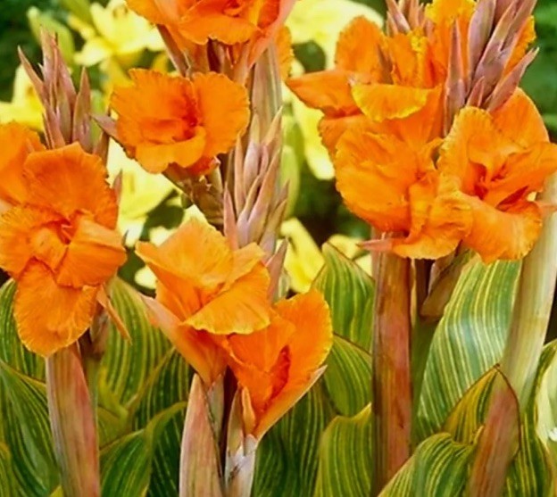 PRETORIA (1) CANNA Lily Tuber/Bulb/Rhizome VARIGATED Indian Summer Bengal Tiger