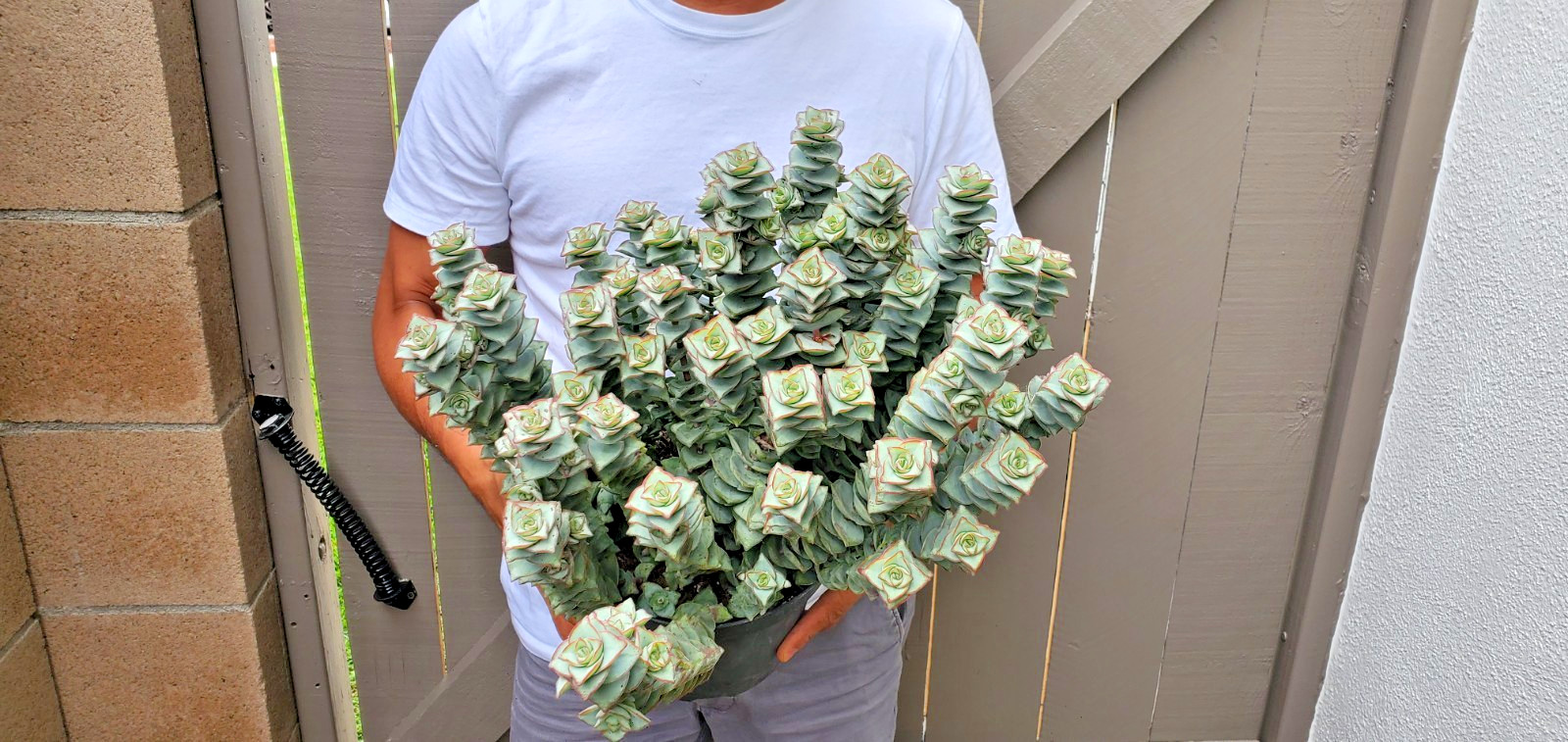 Giant String of Buttons Crassula perforata Succulent -B