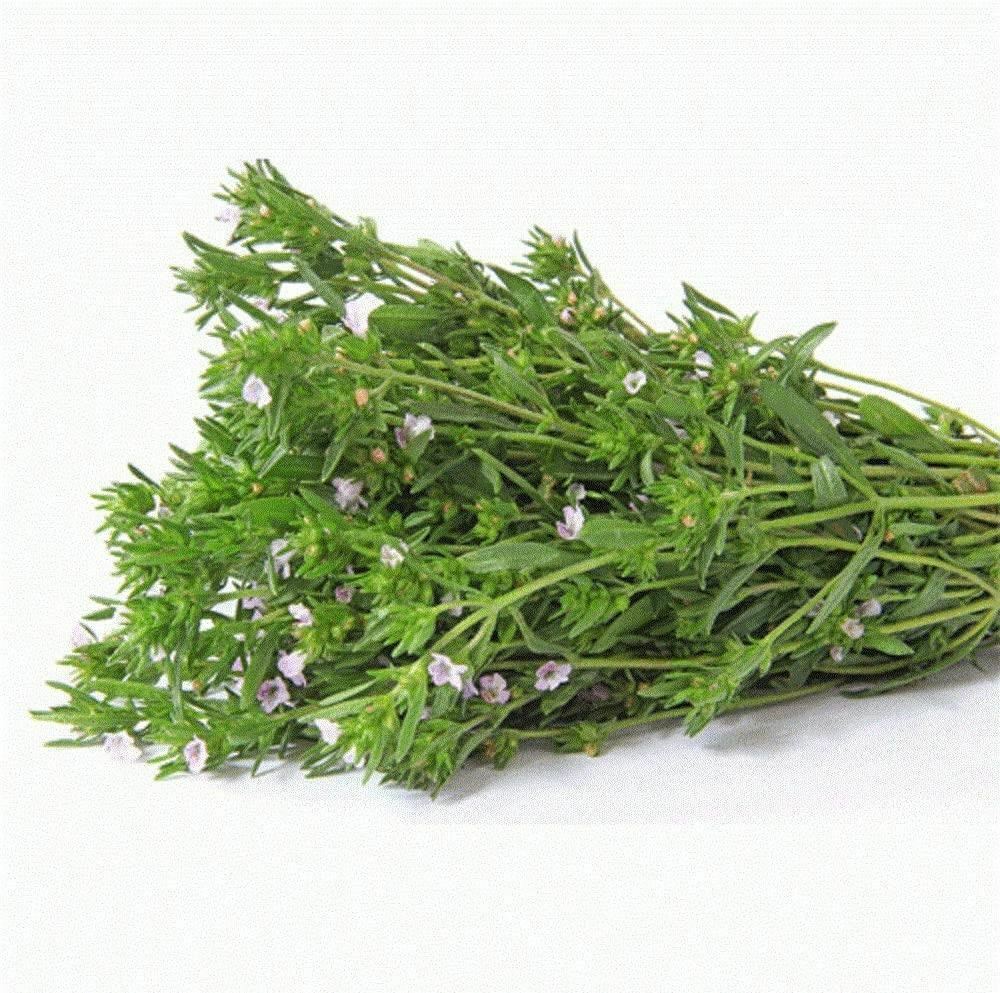 Summer Savory Spice Seeds, “COOL BEANS N SPROUTS” Brand. Herb. Non-GMO.