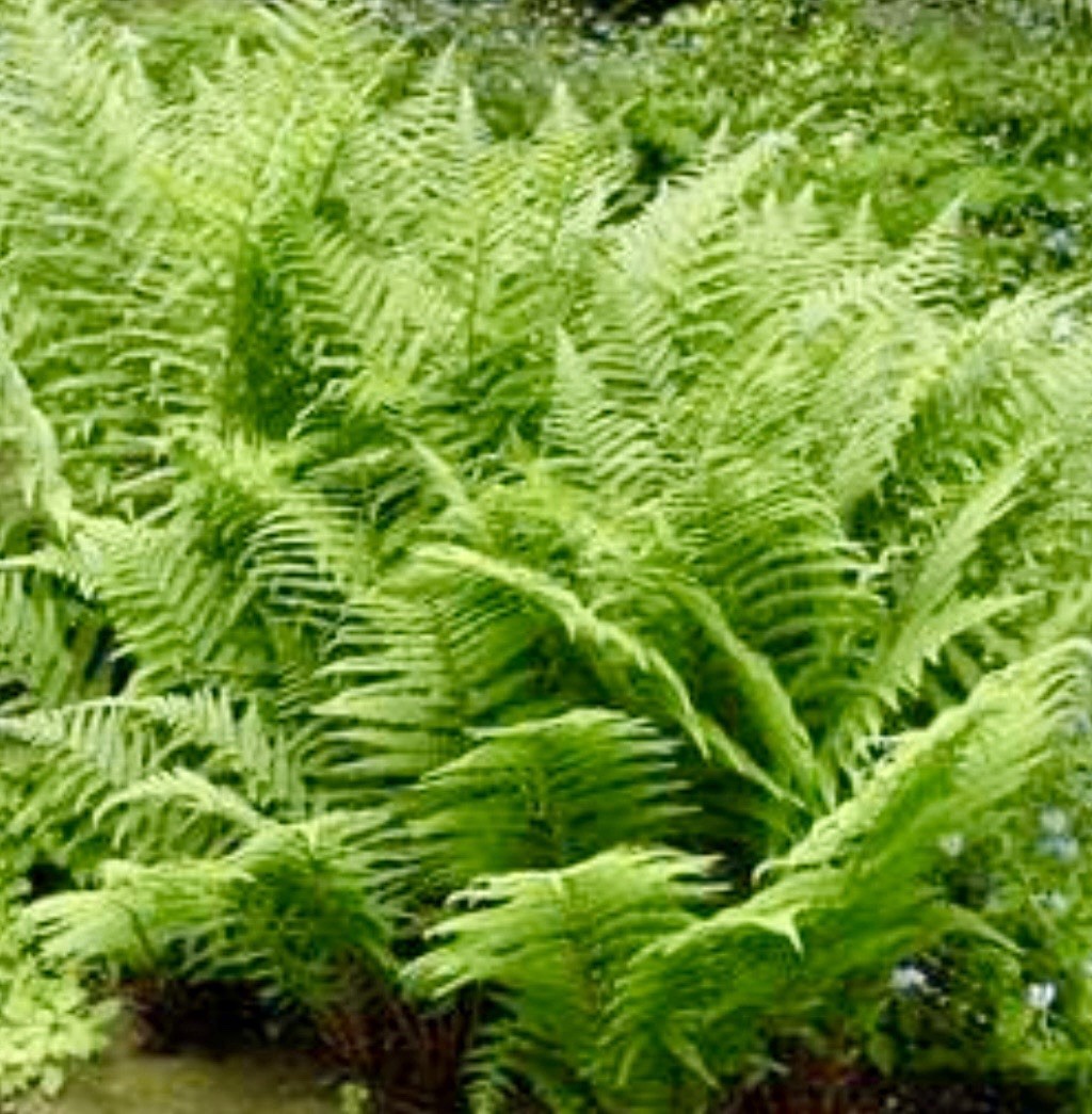 10 Lady Fern Rhizomes Live Roots Very Easy to Grow Deer Resistant Zones 3–9