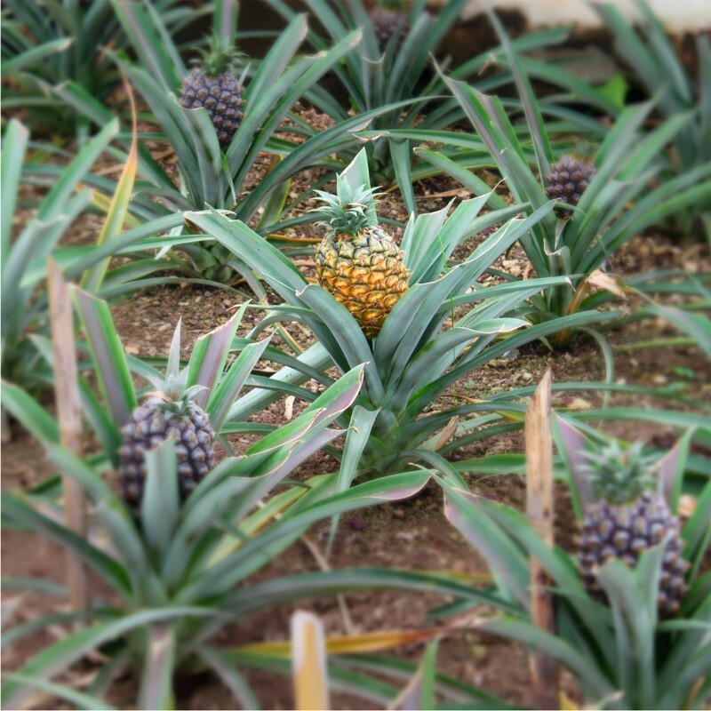 Pineapple Plans. Set of 4 starter plants.