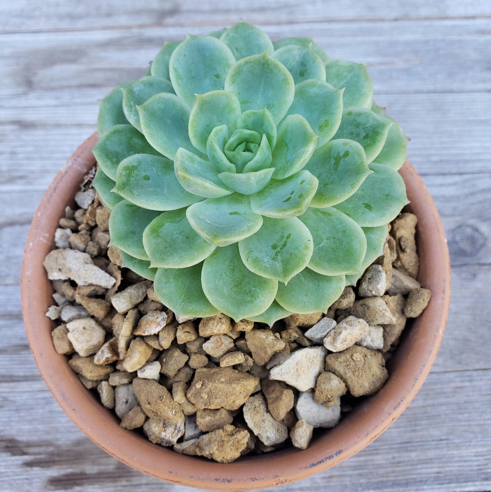 1 Lb 3/8 California gold river rock Cactus and Succulent Top Soil Dressing cactu