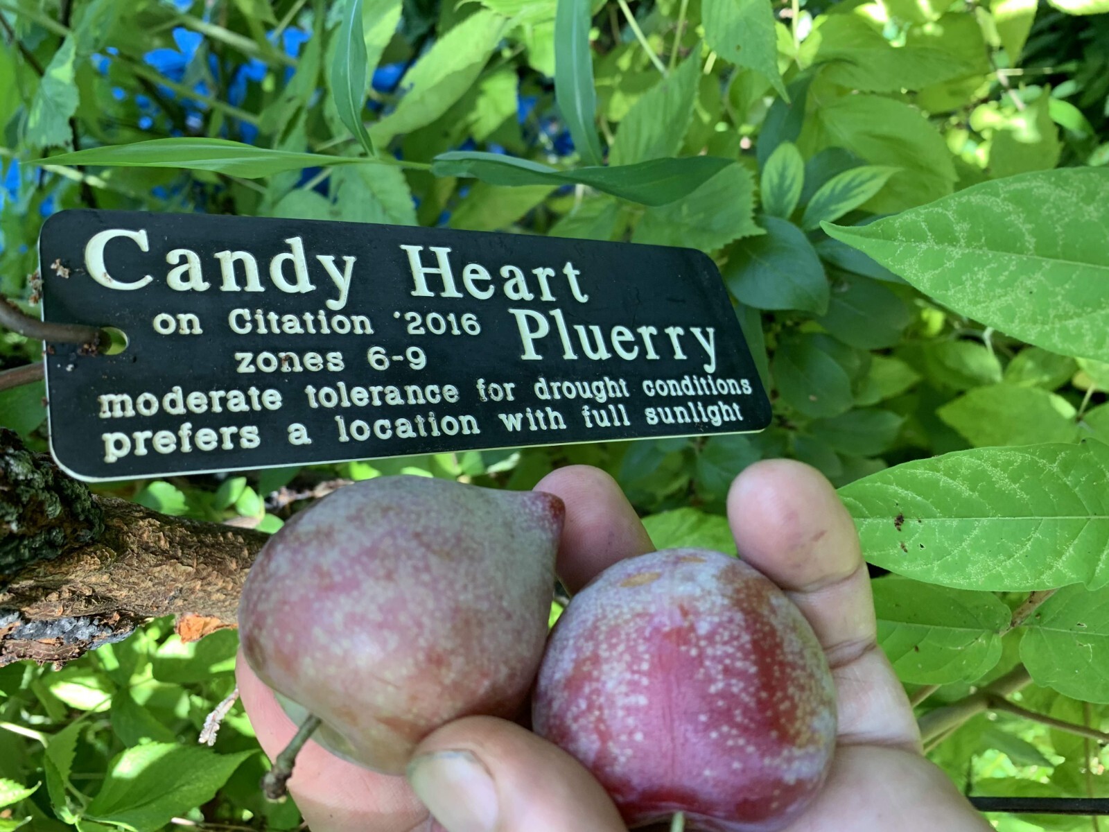 3-4 ft tall Candy heart pluerry tree, grafted, roots wrapped in wet media