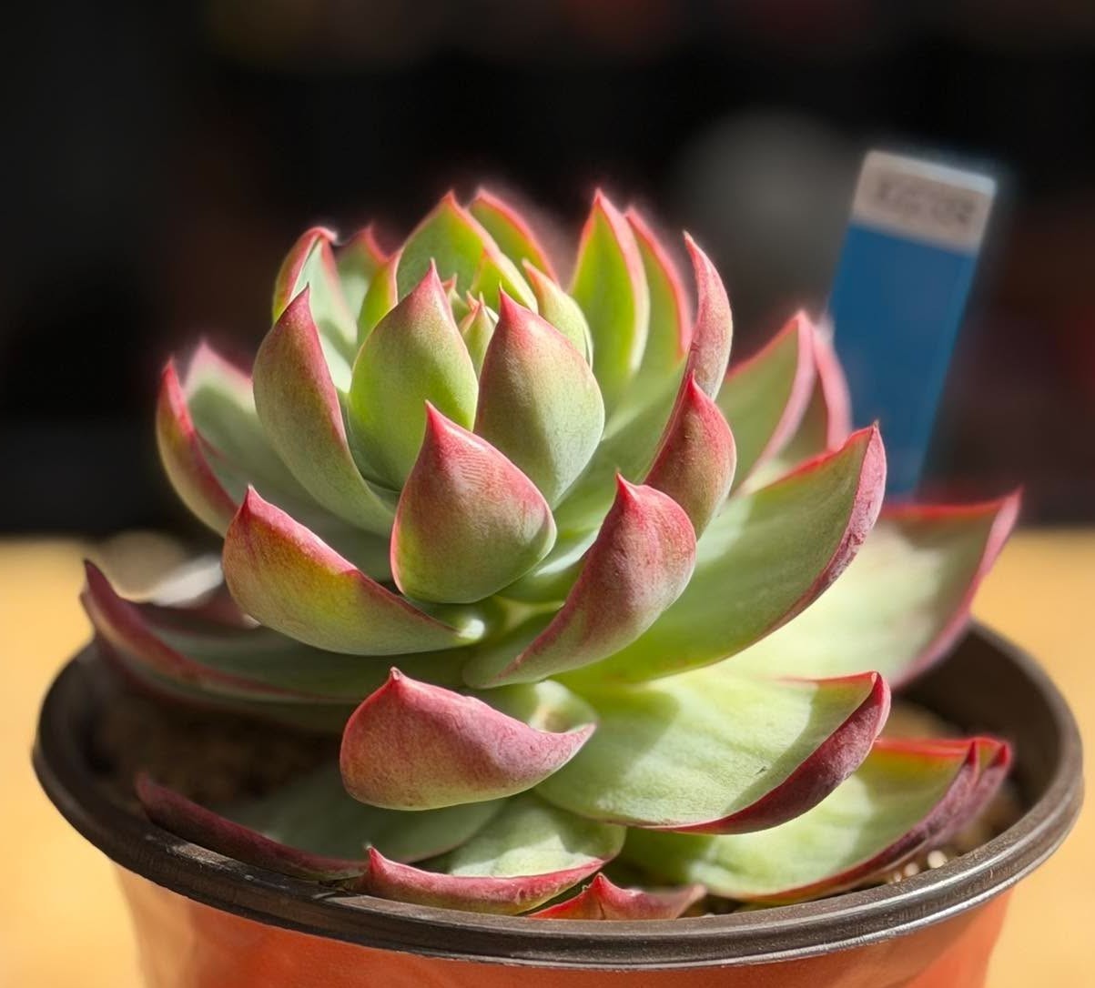 Imported Succulent live plant Rare Succulent Echeveria Casio var in 6” pot #235