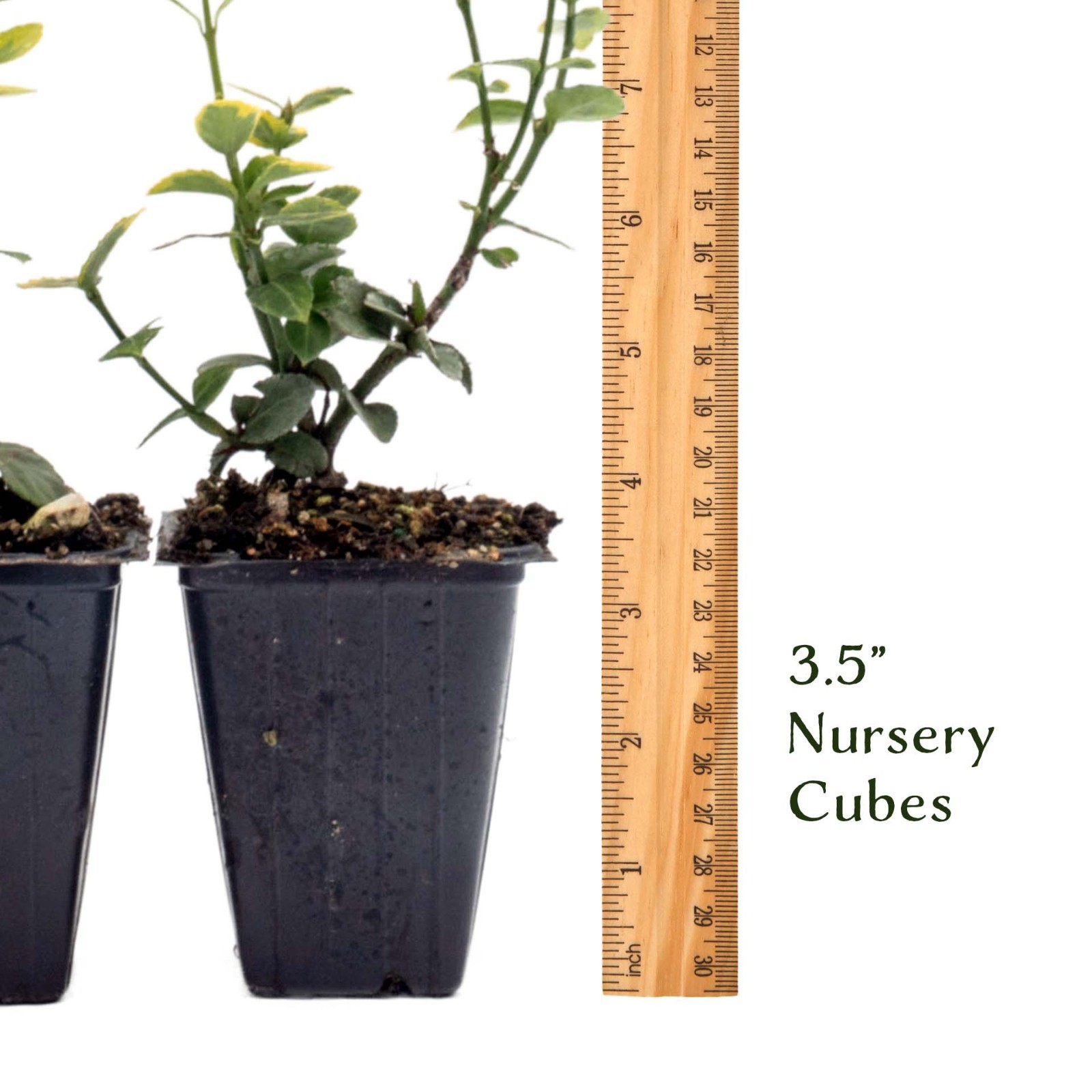 Green ‘n Gold Euonymus in 3.5” Nursery Cubes, Euonymus fortunei ‘Emerald ‘n Gold