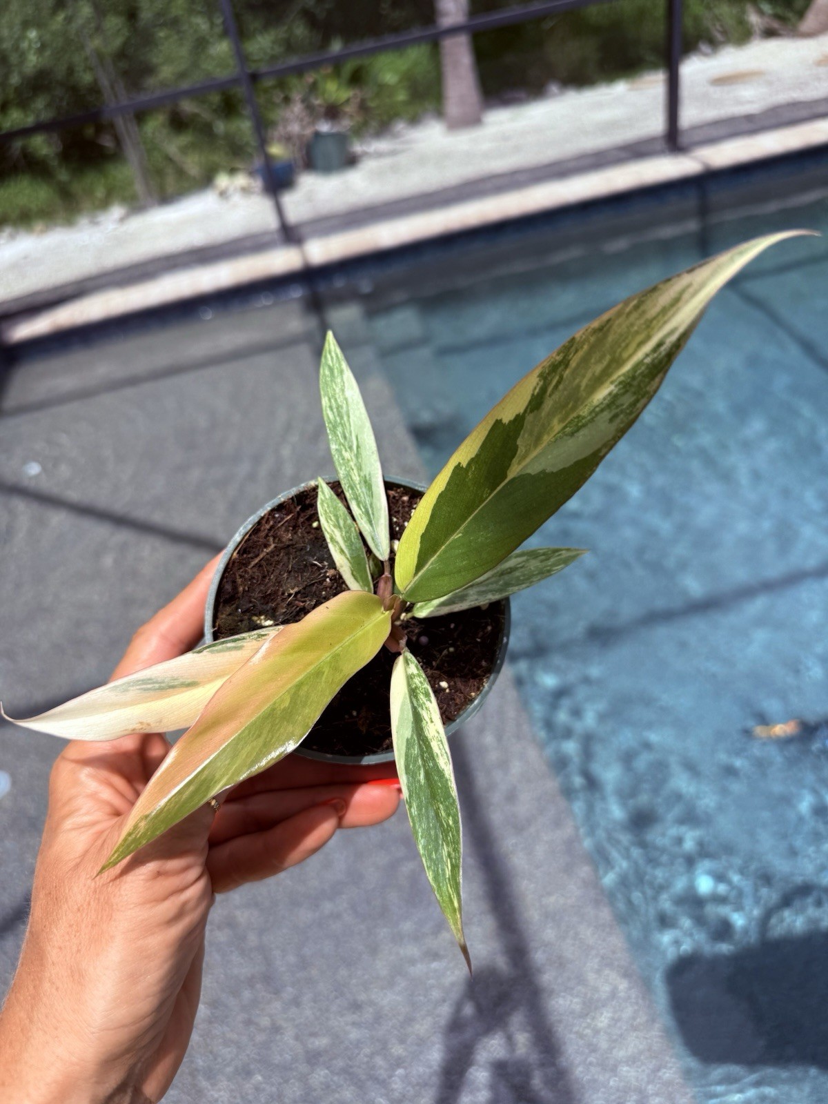 Philodendron Caramel Marble Variegated Actual Plant Free Shipping