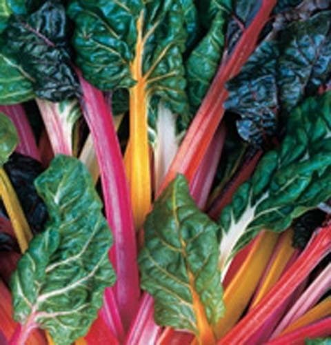 Swiss Chard Rainbow Mixture Heirloom Vegetable by Seed Kingdom 1/4 Lb Seeds