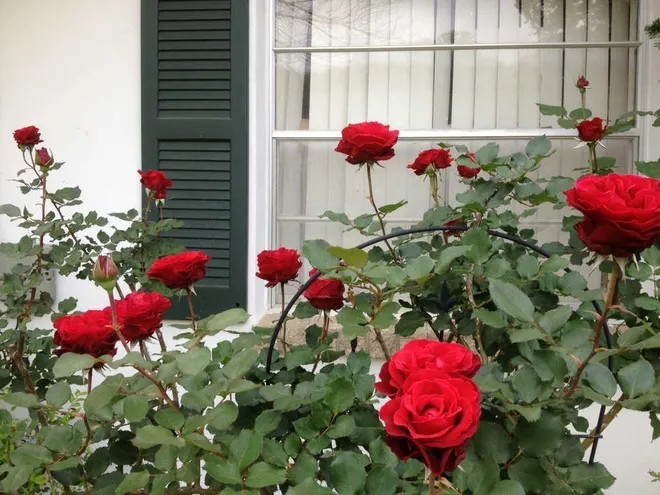 Don Juan Red Climbing Rose – Live Plant – ( 1 QT ) – Fragrant Blooms