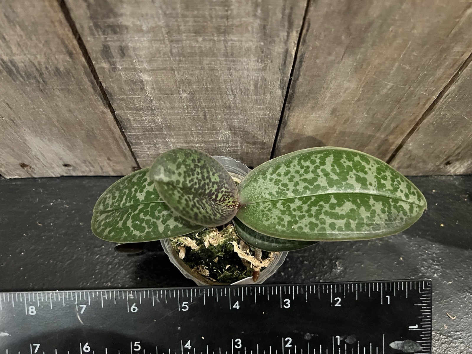 Phal. stuartiana ‘Sogo’ HCC/AOS, Mericlone, Spike Initiated, Mottled Leaves