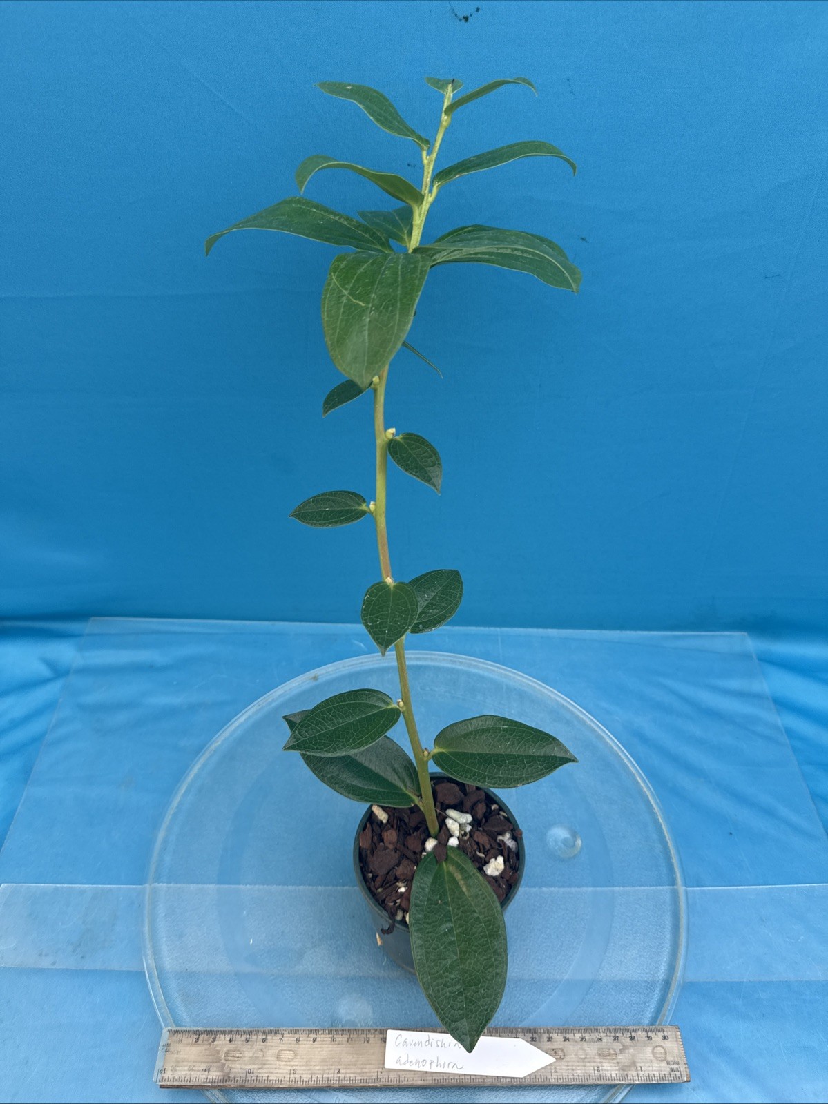 Cavendishia adenophora Pink BS Neotropical Ericaceae 4.5” Pot Tasty Berries