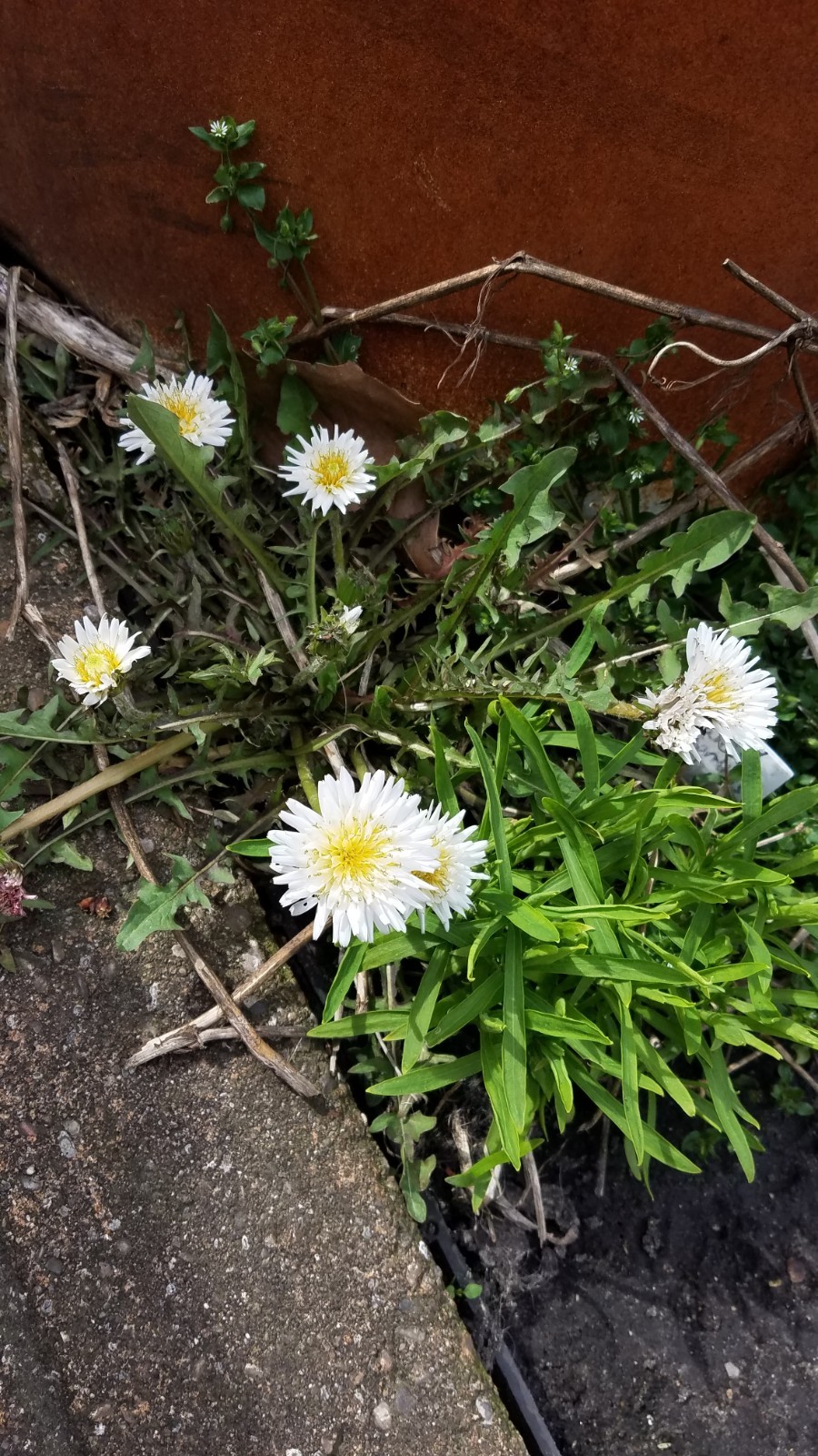 Japanese White Dandelion Seeds RARE 10 Organic Seeds *FREE SHIPPING*