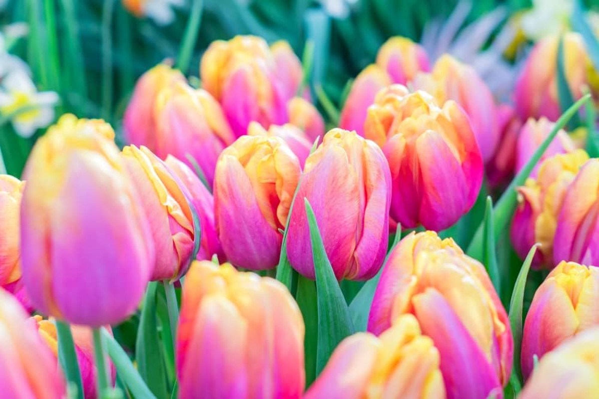 10 Pink Passion Tulip Bulbs for Planting – Easy to Grow Fall Planting Flowers…