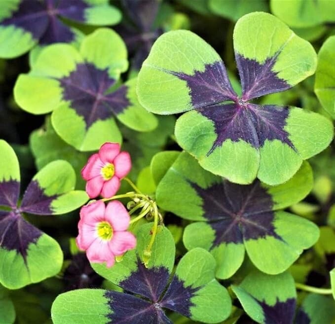 Iron Cross Shamrock Bulbs for Planting – Fast Growing Year Round Color