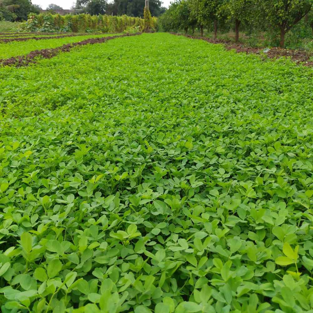 50 LBS Berseem Clover Seeds For Deer Food Plots, Cover Crops