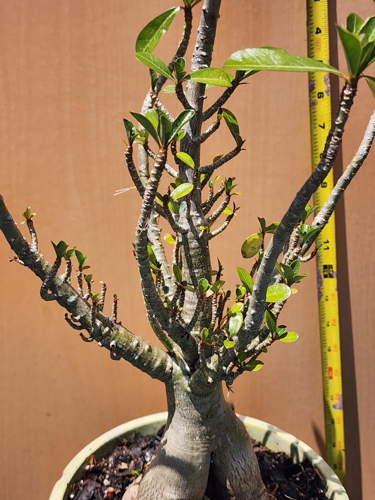 #82 Adenium obesum Desert Rose . RARE CORAL Plant perfect for bonsai # !!!!